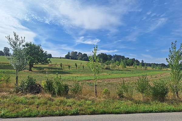 Vue depuis une route sur une zone agroforestière structurée, avec des rangées d'arbres soigneusement plantées.