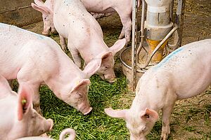 Porcs à l'engraissement en train de manger de l'herbe