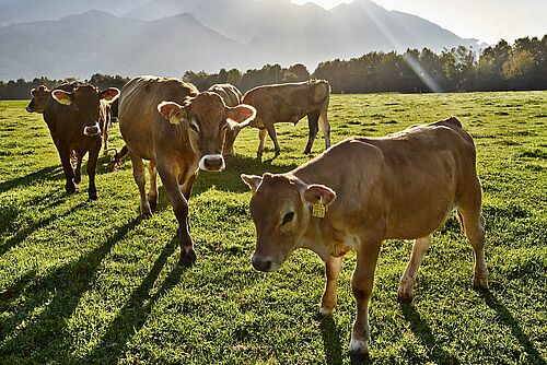 Boeufs d'engraissment sur un alpage