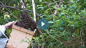 Un essaim d'abeilles suspendues à une branche d'arbre