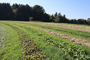 Un champ cultivé avec différentes cultures.