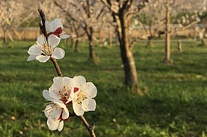 Fleur blanche ouverte d'abricotier