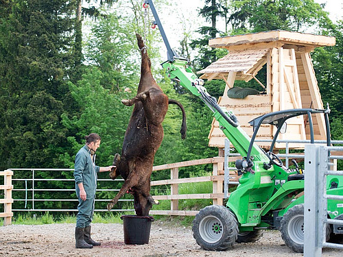 Landwirt bei seinen Mastrindern auf der Weide
6 Rinder stehen ruhig im Auslauf
Mann auf der Kanzel mit Gewehr im Anschlag
Betäubtes Rind am Arm des Hofladers
Betäubtes Tier am Ausblugen, aufgehängt am Arm des Hofladers
Hoflader setzt das tote Tier