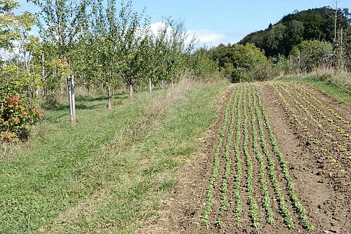 A gauche, une rangée de jeunes arbre fruitiers, Puis une bande herbeuse; puis deux bandes de légumes; enfin, à droite, à nouveau une rangée d'arbres fruitiers.