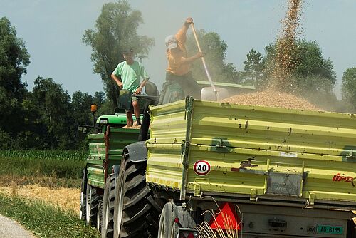 Une moissoneuse-batteuse est en train de vider son grain dans un char.