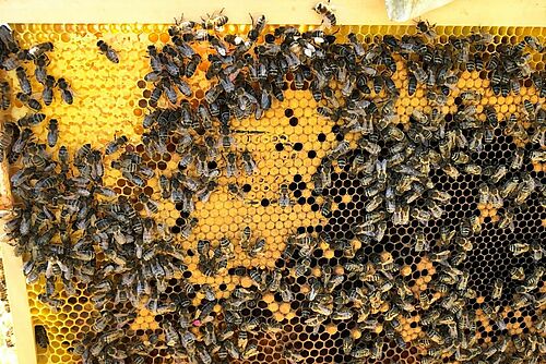 Des abeilles sur un rayon de couvain