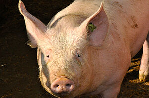 Un cochon regarde directement la caméra. 