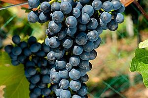 Grappe de raison rouge, bien mûre, sur un cep