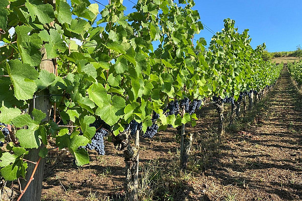 Des vignes à maturation précoce, dont les grappes foncées sont déjà bien formées dans un vignoble sec, témoignent du démarrage précoce des vendanges de 2026 et des effets de l'été sec sur la maturation des raisins.