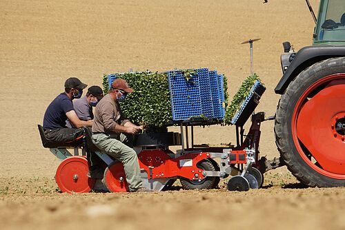 Personnes en train de planter avec un tracteur. 