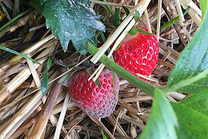 Botrytis Fraise. Photo: FiBL, Flore Lebleu