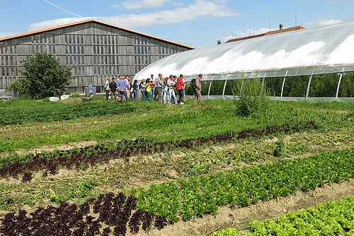 Un groupe de visiteurs dans un champ de légumes; à l'arrière-plan, un tunnel maraîcher et un hangar