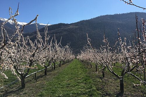 Floraison apricotier