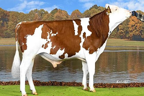 Taureaux bio d’IA « Kingboy ». Photo: KeLeKi, Swissgenetics