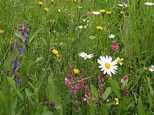 Prairie maigre en fleur