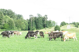 Des vaches sur la pâturage.