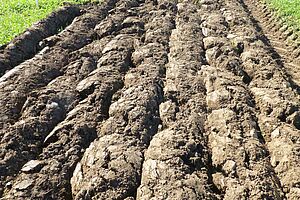 Prairie fraîchement retournée avec une charrue déchaumeuse.