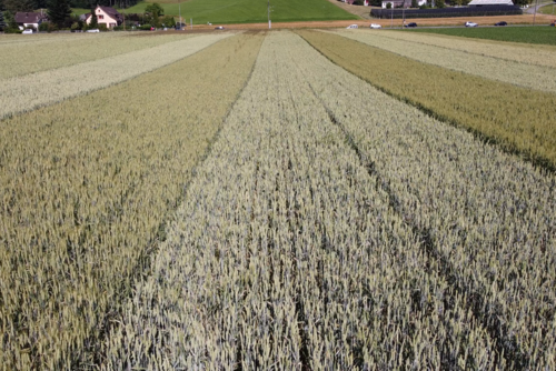 Bandes de différentes variétés de blé de mouture dans l'essai variétal.