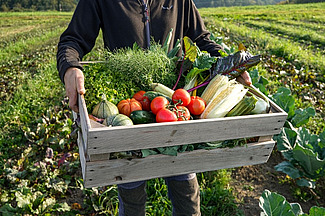 Une caisse de légumes de l’exploitation NaturGut Katzhof à Richental, Lucerne. Photo: Bio Suisse, Luc Kämpfen