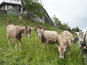 Groupe de chèvres au pâturage en dessous des bâtiments de l'alpage