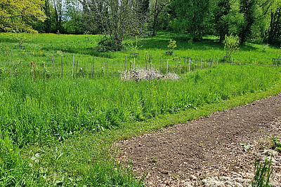 Sur une pente légèrement inclinée, des rangées d'arbres sont disposées parallèlement à la pente. 