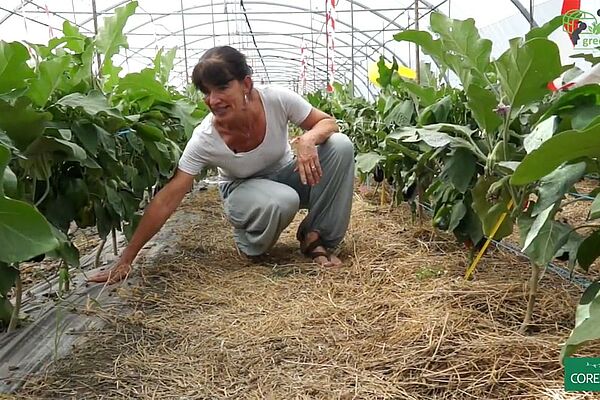 Une femme dans une serre penchée sur un paillis de paille entre des rangées d'aubergines