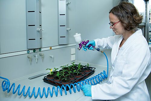Barbara Thürig traite des semis dans le laboratoire.