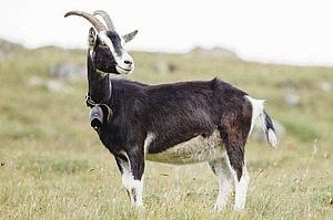 Chèvre dans un pré.