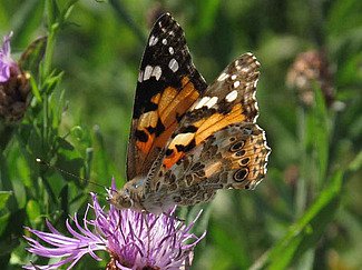 Vanesse adulte (= papillon) sur une fleur de chardon