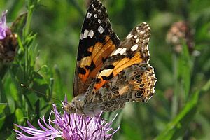 Vanesse adulte (= papillon) sur une fleur de chardon