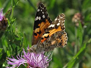 Vanesse adulte (= papillon) sur une fleur de chardon