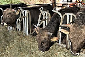 Des vaches en train de manger dans l'étable