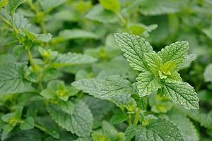 [Translate to Französisch:] 