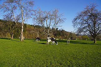 Des vaches à de Seon (AG) sur un pâturage sur gazon court