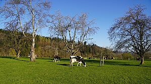 Kühe in Seon (AG) auf einer Kurzrasenweide.