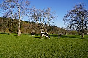 Des vaches à de Seon (AG) sur un pâturage sur gazon court