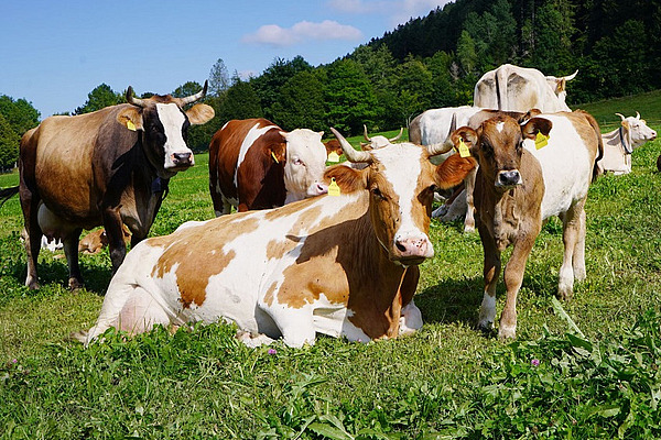 Couverture de la fiche technique avec des vaches dans un pré.