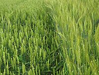 Deux variétés de blé avec des épis dressés; les épis de la variété de droite ont des barbes.