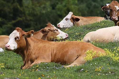 Bovins couchés les uns derrière les autres dans un pré fleuri de fleurs jaunes.
