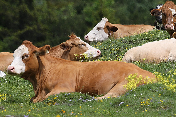 Bovins couchés les uns derrière les autres dans un pré fleuri de fleurs jaunes.