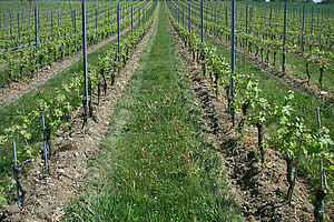 Vue d'une vigne au printemps, au début de la croissance de la vigne. Il y a de l'herbe entre les rangs de vigne;: sur les rangs, le sol est travaillé et donc absent d'herbe.