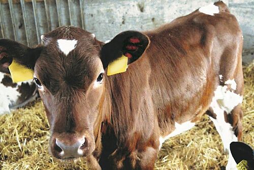 Un veau avec une double marque auriculaire