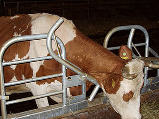 Une vache dans un cornadis ouvert.