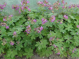 Géranium herbe à Robert.