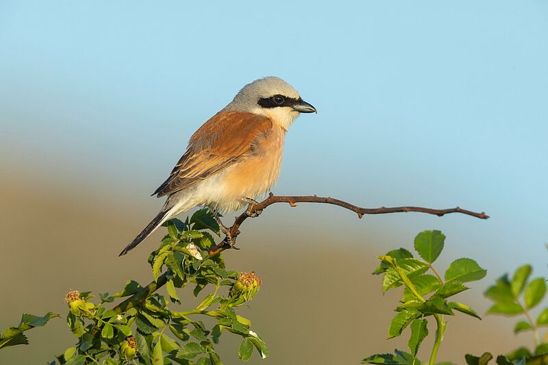 Nourriture pour oiseaux et emballages : Lettre à mon fournisseur - Oiseaux  et papillons au jardin