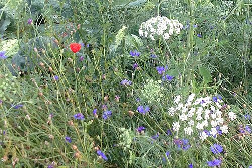 biodiversité