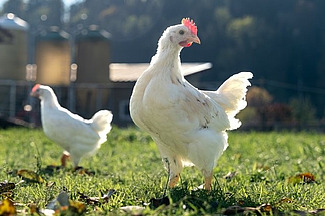 Au premier plan se trouve un jeune coq blanc, derrière lequel on aperçoit un autre coq. 