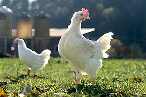 Au premier plan se trouve un jeune coq blanc, derrière lequel on aperçoit un autre coq. 