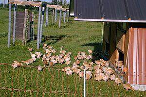 Poulets bio en plein air