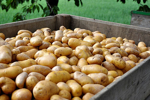 Une paloxe remplie de pomme de terre